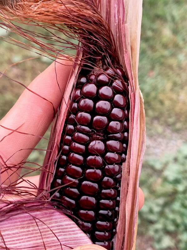 Double Red Sweet Corn Seeds | Purple Husk Stalk Indian Ornamental Dent Seed 2024 gallery