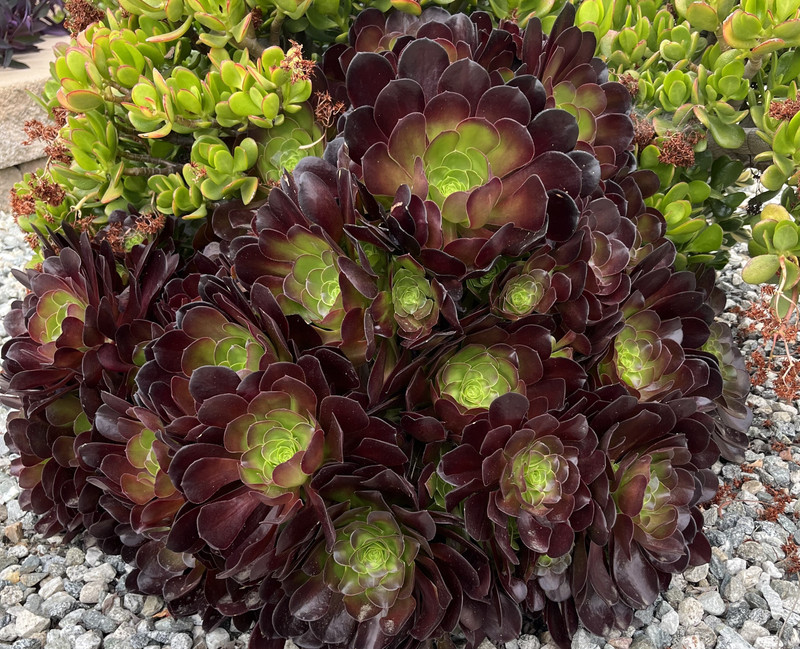 15 Assorted Random Varieties Live Succulent Cactus Plants Unrooted cuttings only gallery