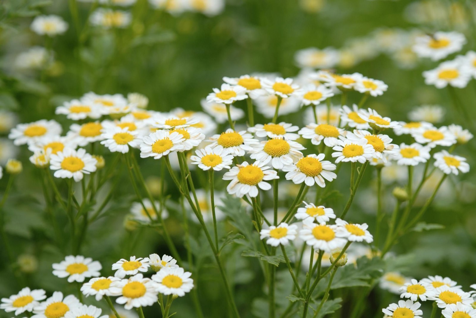 Roman Chamomile Seeds, Ground Cover Teas & Medicine, NON-GMO, Variety Sizes Sold gallery