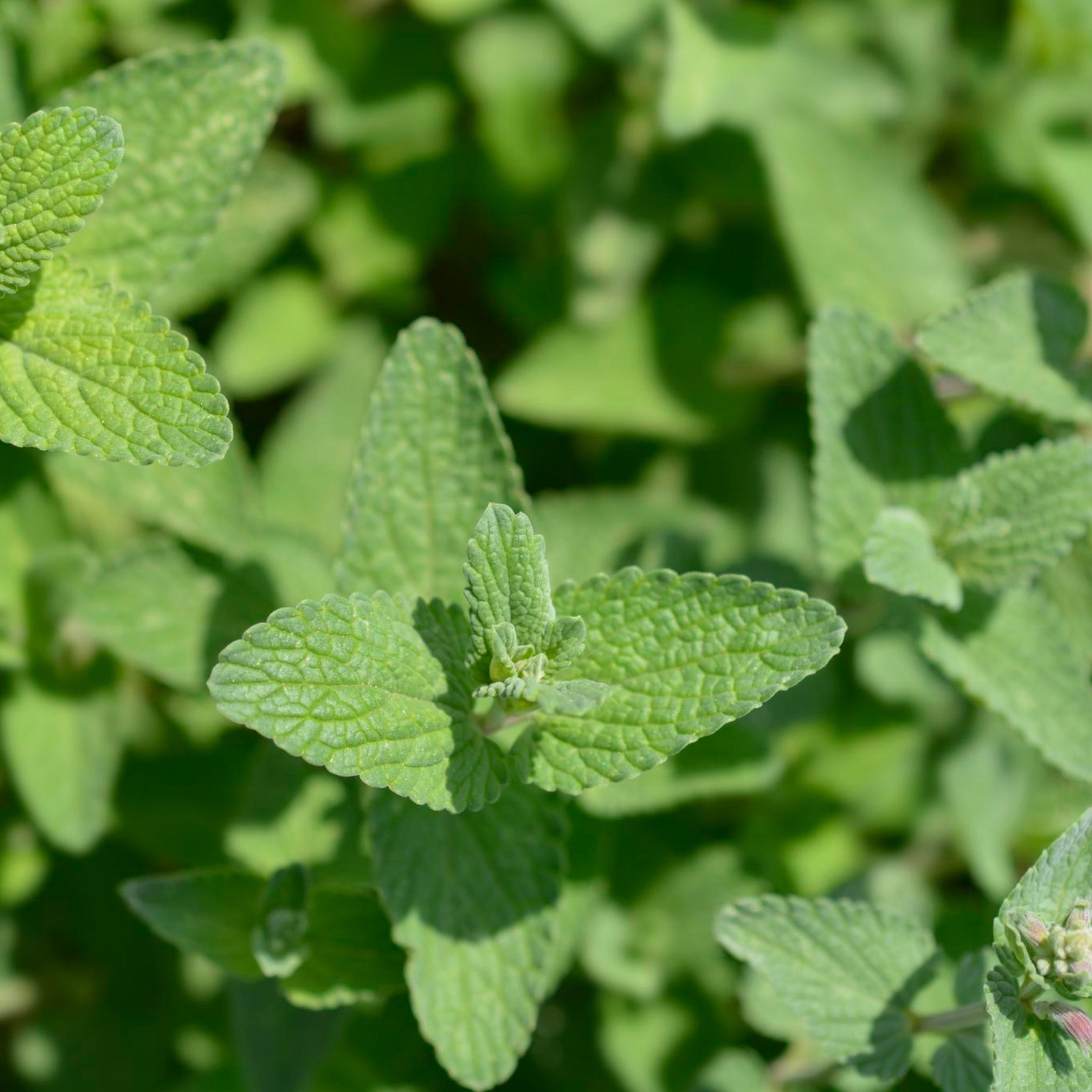 Catnip Seeds - Seeds - Organic - Non Gmo - Heirloom Seeds – Herb Seeds gallery