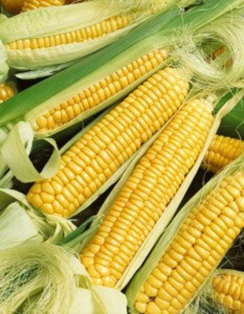 Early Golden Bantam Sweet Corn Seeds, NON-GMO, Heirloom, FREE SHIPPING gallery