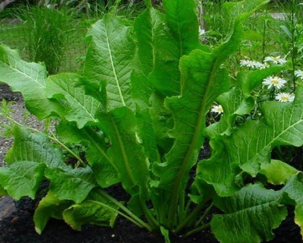 5 Fresh ORGANIC Horseradish Roots - Ready to Plant! | Heirloom, Non-GMO, Spicy! gallery