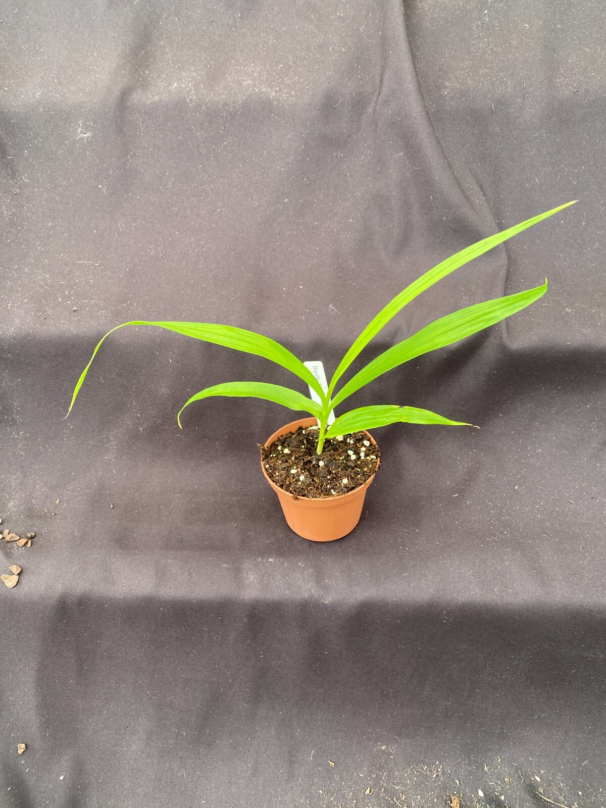 Bletilla Terracotta Princess, Rooted Cold Hardy Orchid Plant Shipped in 3" Pot gallery