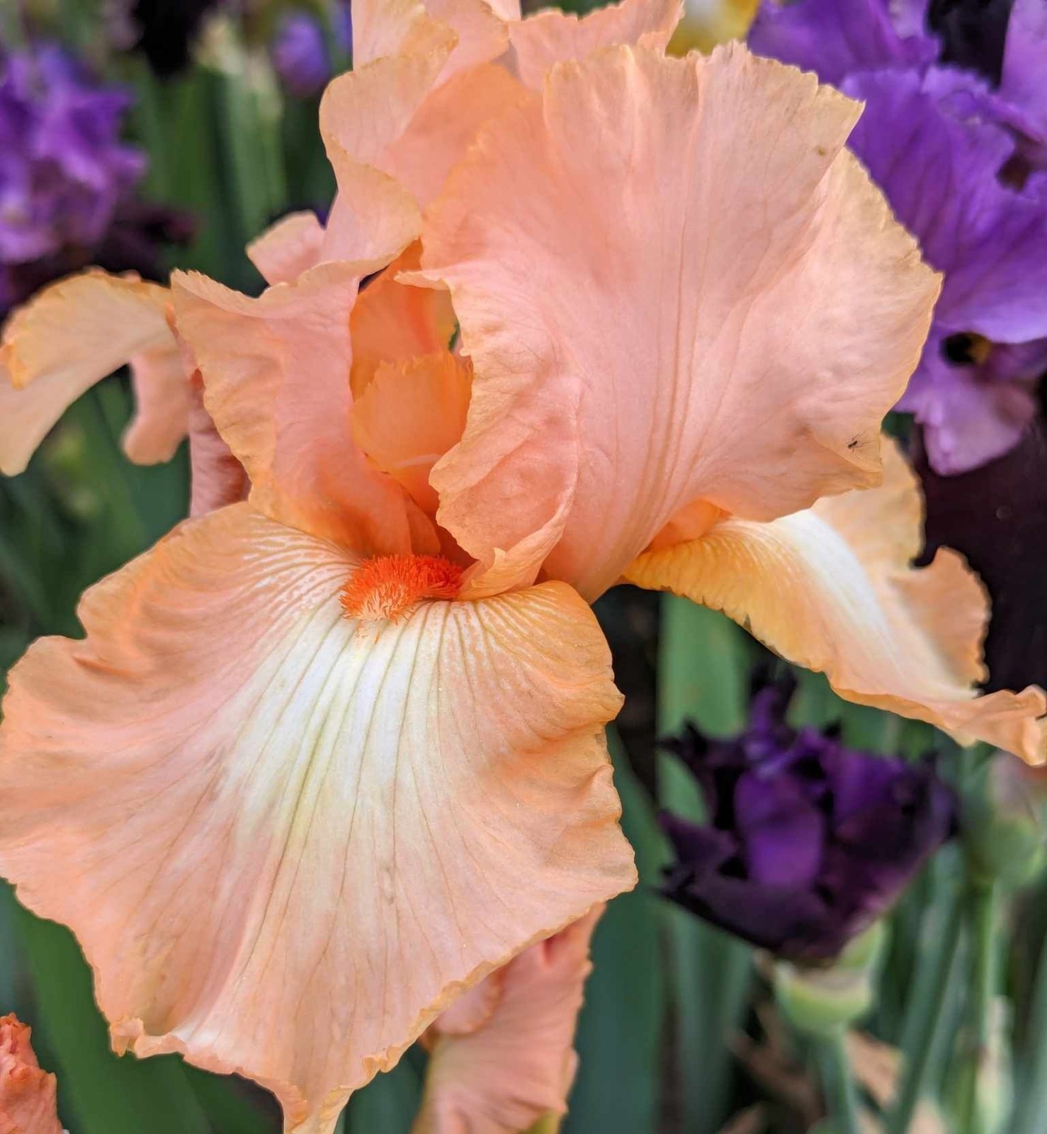 ''Lace Legacy' Tall Bearded Iris Rhizome PRE-SALE to Ship Aug/Sept gallery