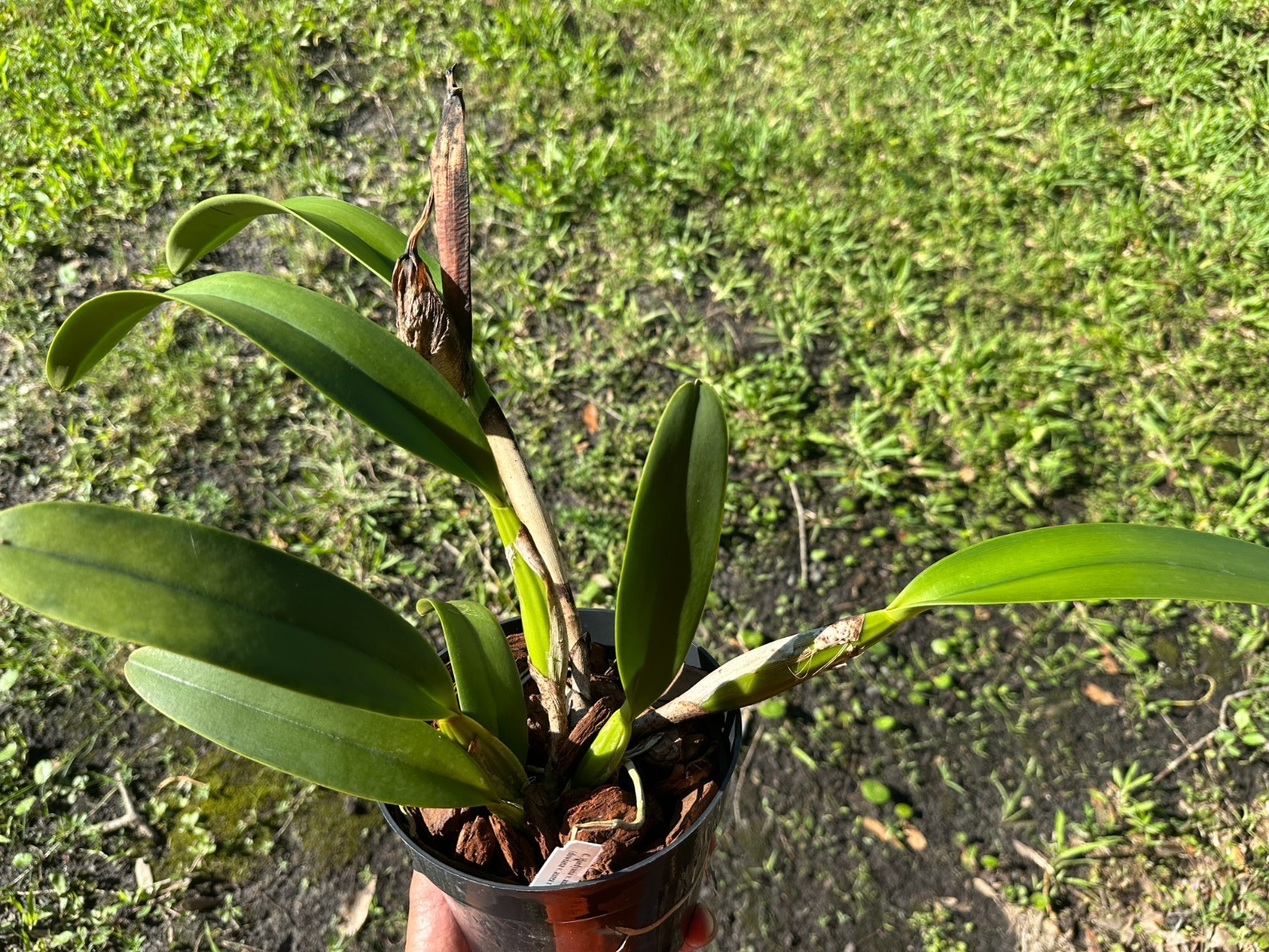 LARGE BRONZE BRAZIL CATTLEYA ORCHID SPECIES tenebrosa large plant BLOOMMED OUT gallery