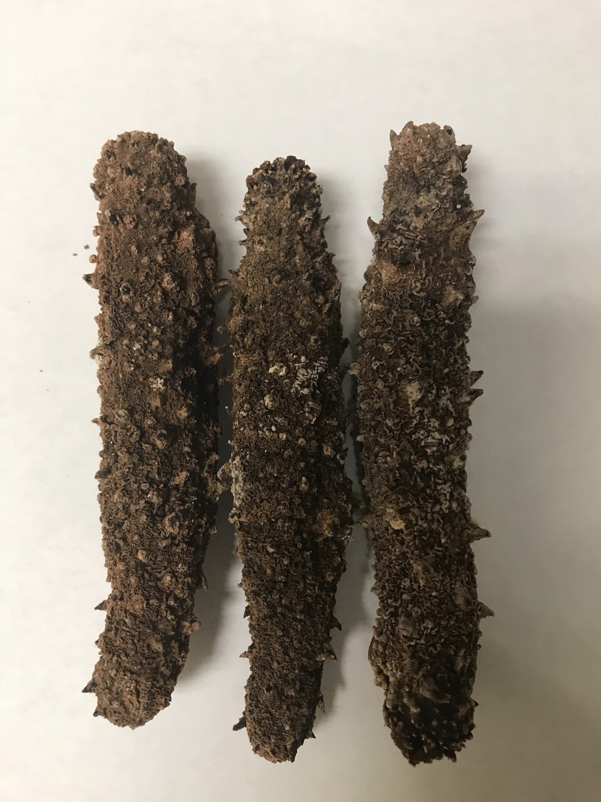 One pound bag Alaska Red Sea Cucumber Large Size. Premium Quality. gallery