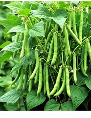 75 BLUE LAKE POLE BEAN SEEDS 🫘 STRINGLESS SNAP | HEIRLOOM NON-GMO | FREE SHIP