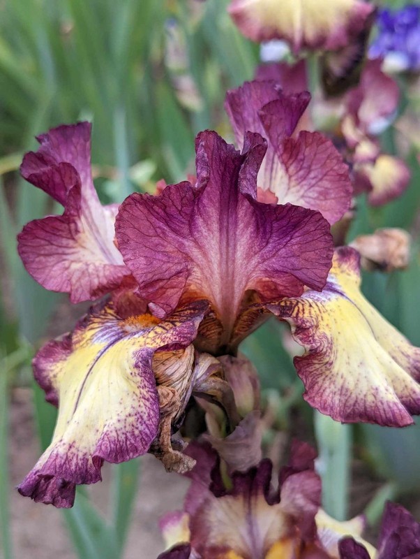 'Innocent Star' TB Bearded Iris Rhizome PRE-SALE to Ship Aug/Sept gallery