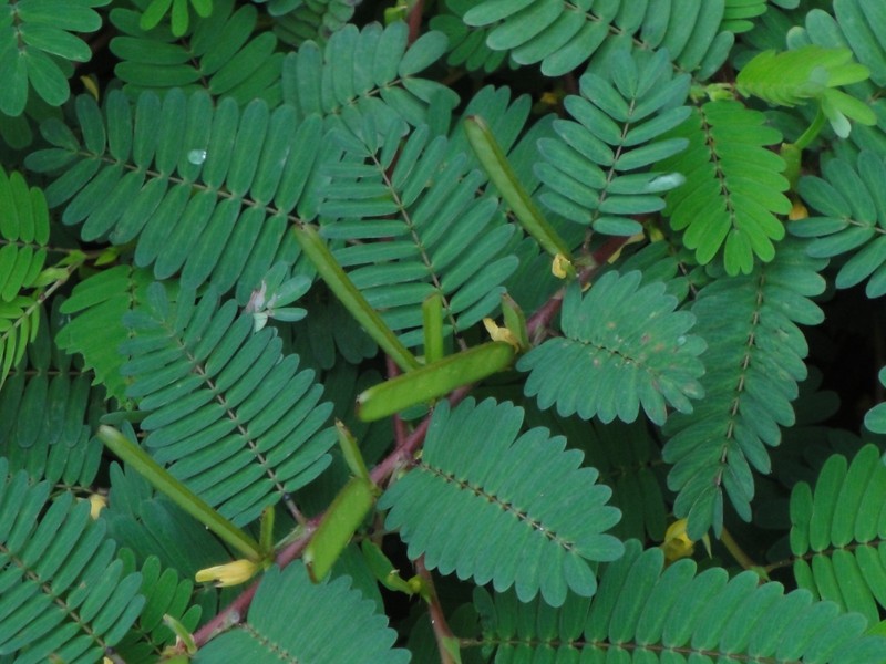 Sensitive Partridge Pea Chamaecrista nictitans 50 seeds from 2025 Native Plant gallery