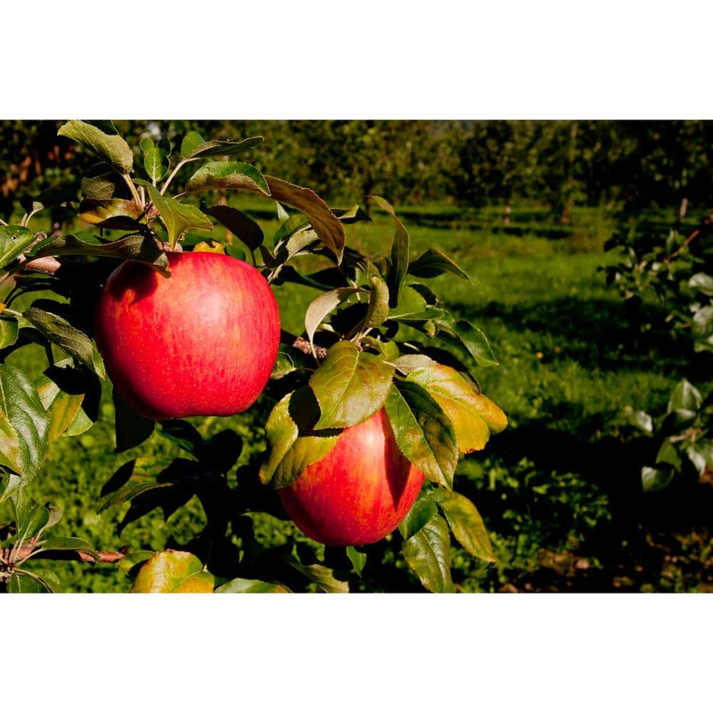 Dwarf Honeycrisp Apple Tree Bare Root gallery