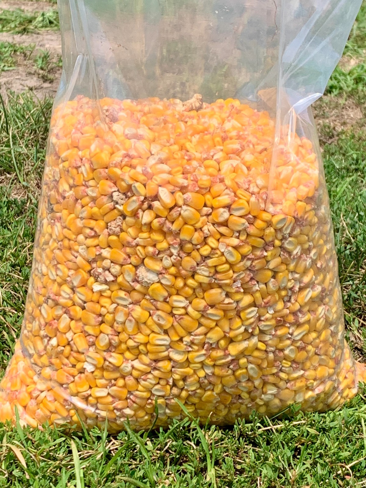 Shelled Corn Premium Wildlife, Bird, Animal Feed 10 lb Ship included Low Price gallery