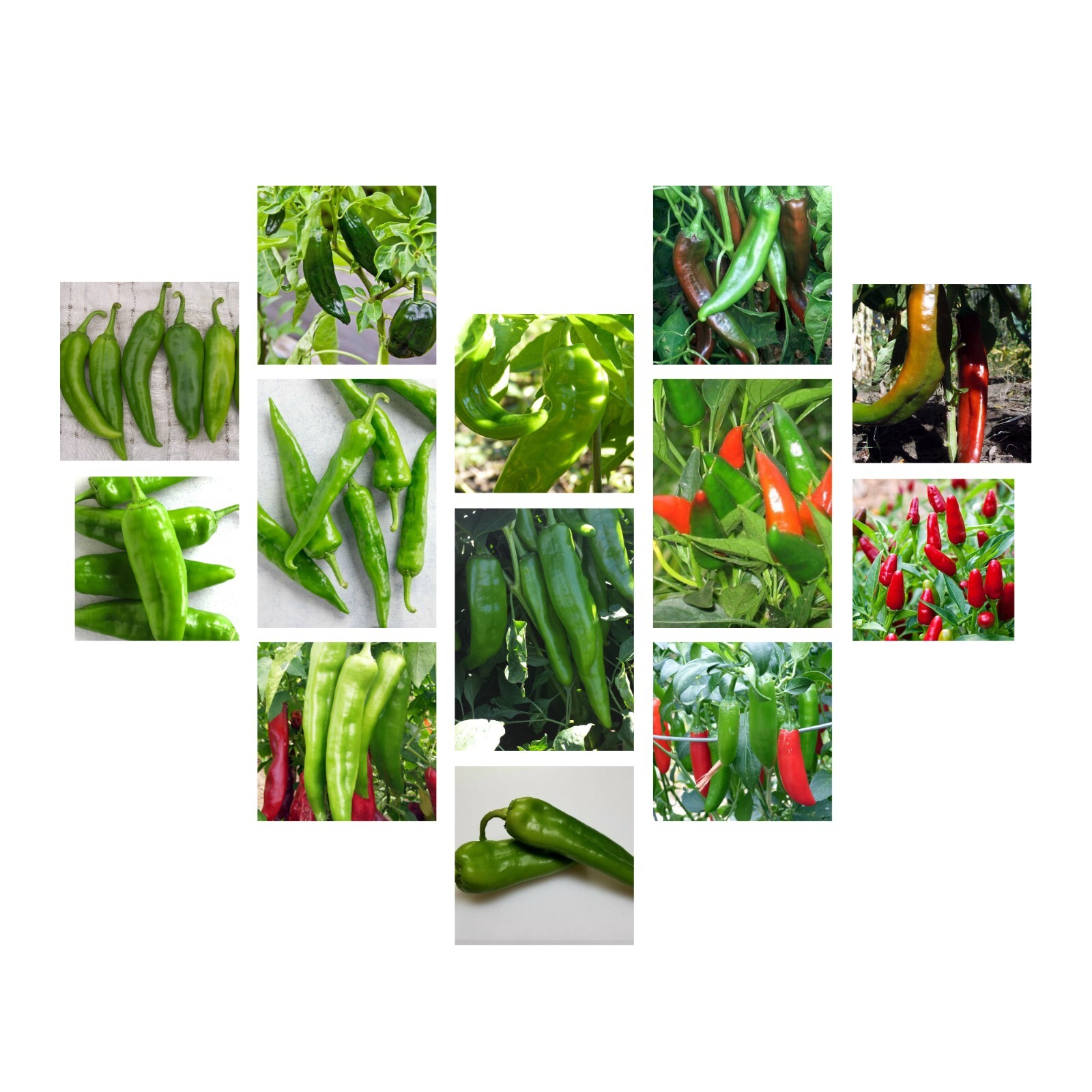 Chili Pepper Seeds Collection, NON-GMO, 12 Varieties to Choose From, FREE SHIP gallery