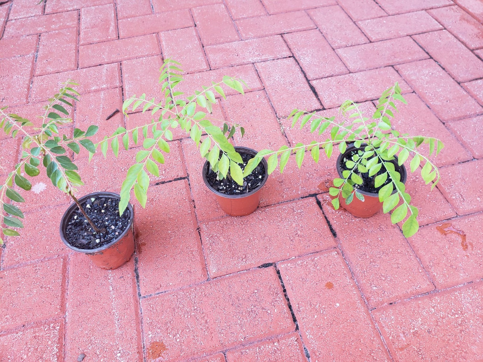 Organic Curry Leaf (Murraya koengini) Plant 12 Inches + USA Seller-Free Shipping gallery