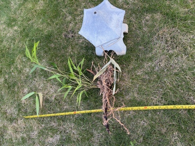 Bamboo root with leaf about 18 inches tall (root about 10 inches) gallery