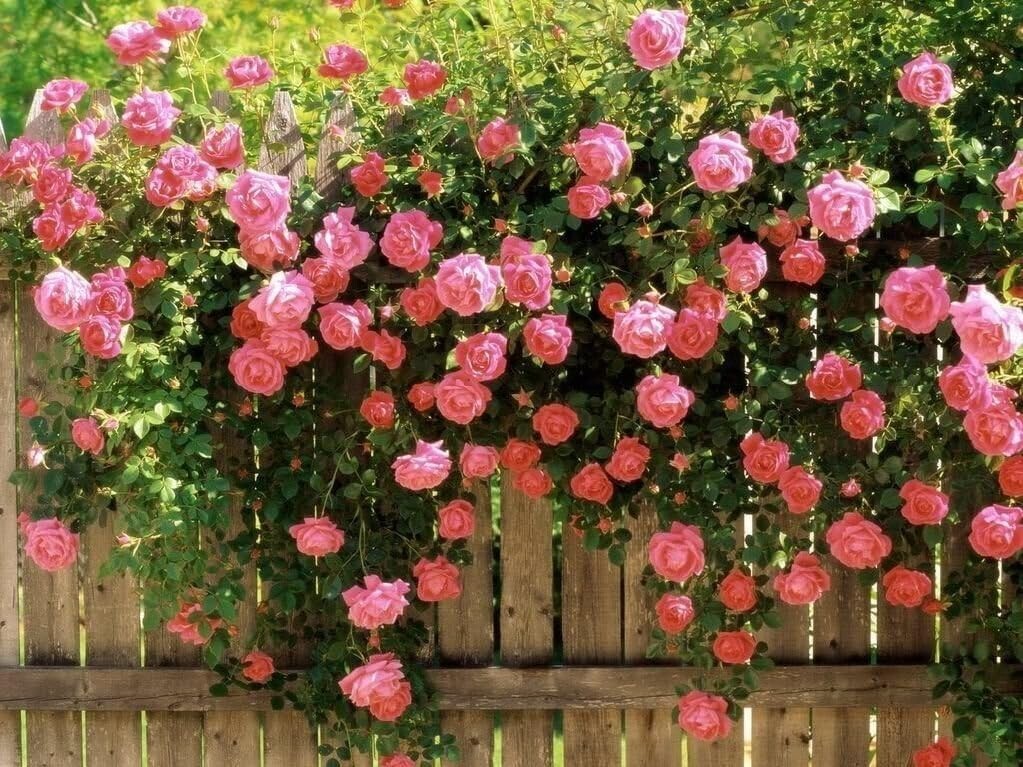 Very Fragrant Zephirine Douhin Climbing Rose, UNROOTED 3 Stem Cuttings 6-8" L gallery