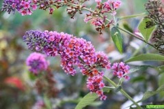 BUDDLEIA ‘BICOLOR-BUTTERFLY BUSH- PLANT-FRAGRANT-STARTER PLANT – APPROX 2-3 INCH