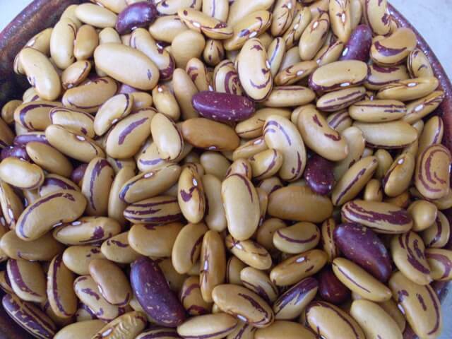 10 Seeds TIGER'S EYE Beans Bush Shell or Dry Beautiful Golden color Heirloom gallery
