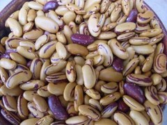 10 Seeds TIGER’S EYE Beans Bush Shell or Dry Beautiful Golden color Heirloom
