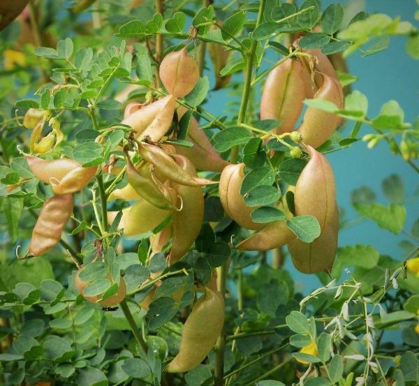 Colutea arborescens | Bladder Senna | Leguminosae | 200 seeds gallery