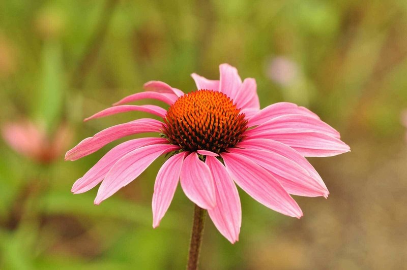 Echinacea purpurea | Eastern Purple Coneflower | 200_Seeds gallery