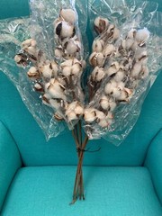 60 Stem – Cotton Stems Natural Dried Flower