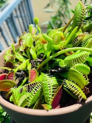 Venus Flytrap – Carnivorous Plant 25+ Seeds
