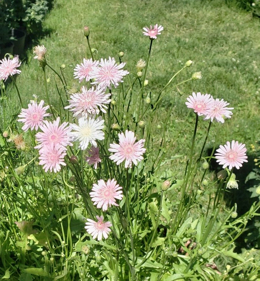 Pink Hawksbeard / Crepis Rubra Flower - 25 seeds, fast growing and bright pink! gallery
