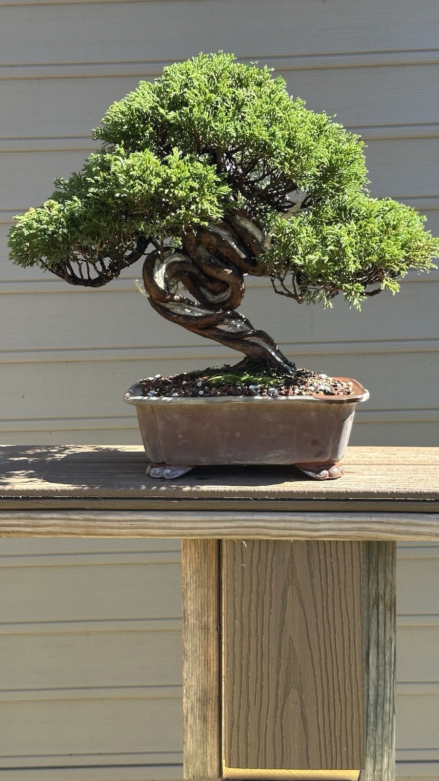 Shimpaku Juniper Twisted Trunk gallery