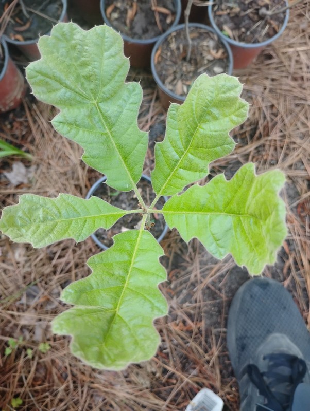 Black Oak Tree, 1 Quart Pot. gallery