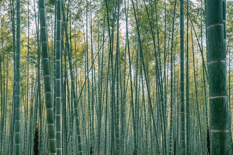 60+ MOSO Bamboo Seeds. Giant Phyllostachys edulis. USA Seller, Fast Shipping gallery