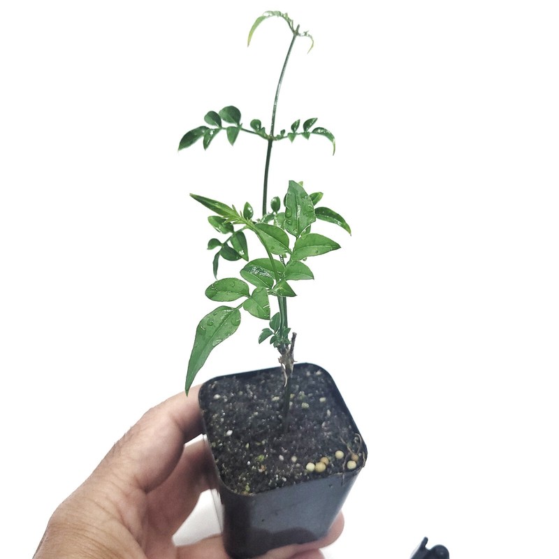 Jasminum Polyanthum Fragrant Mini Starter Plant 2" Pot (California Seller) gallery