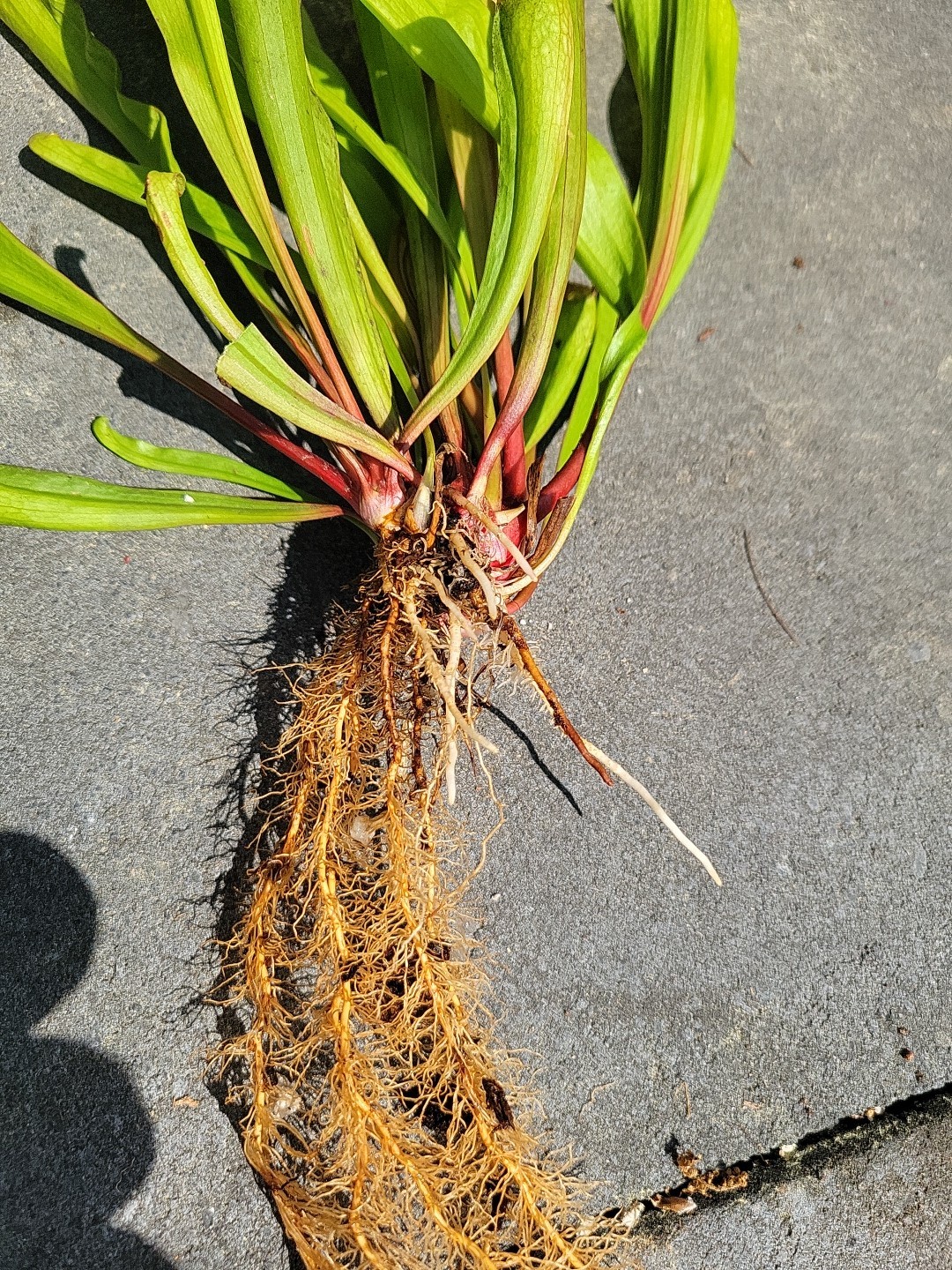Sarracenia X Bug Bat X-Large bareroot division Multiple Growth Points gallery