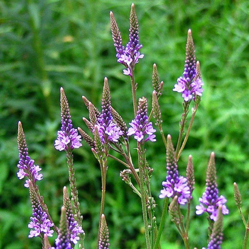 201+BLUE VERVAIN Seeds Native Wildflower Herb Tea Perennial Drought Garden Easy gallery