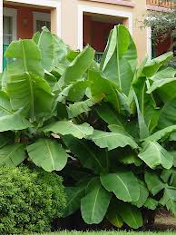 1 Dwarf Banana Tree Dwarf Cavendish Starter Plug Fruit Tree gallery