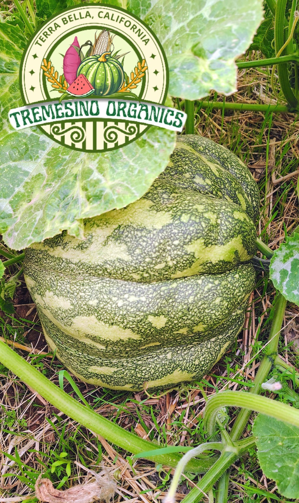 Organic Mexican Pattern Hardshell Squash,15 Seeds- Calabaza Mexicana,15 Semillas gallery