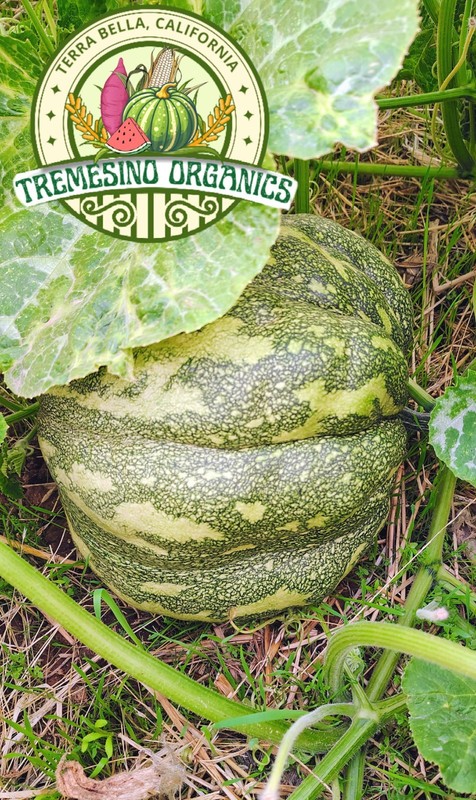 Organic Mexican Pattern Hardshell Squash,15 Seeds- Calabaza Mexicana,15 Semillas gallery