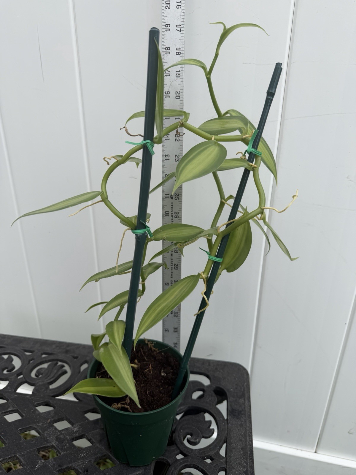 Large Plant 5” GREEN Variegated Vanilla planifolia Orchid Variegata gallery