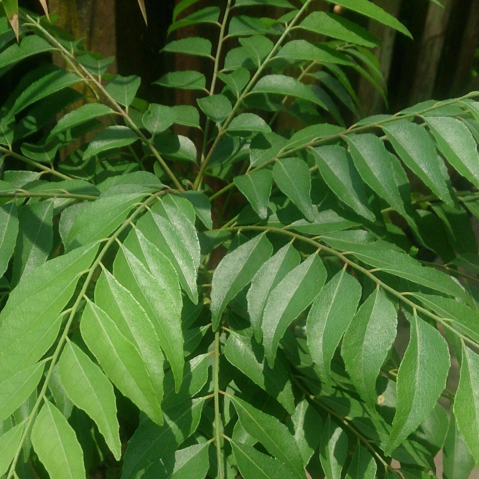 Fresh Curry Leaf - 1 lb (16 oz) - USDA Legal - Legal 50 States gallery