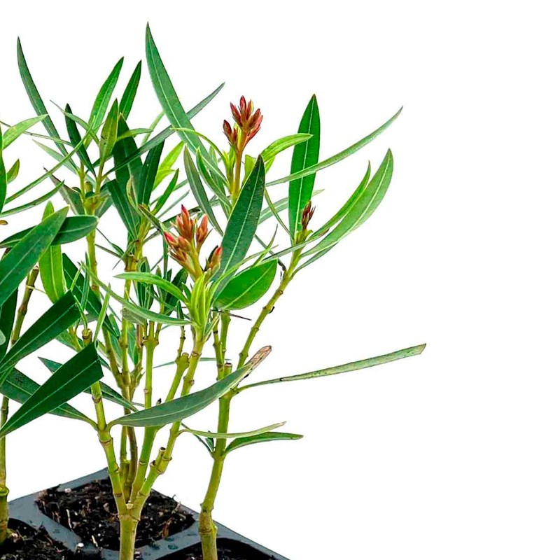 Petite Pink Dwarf Oleander (Nerium oleander ‘Petite Pink’) in 2.5" Nursery Cubes gallery