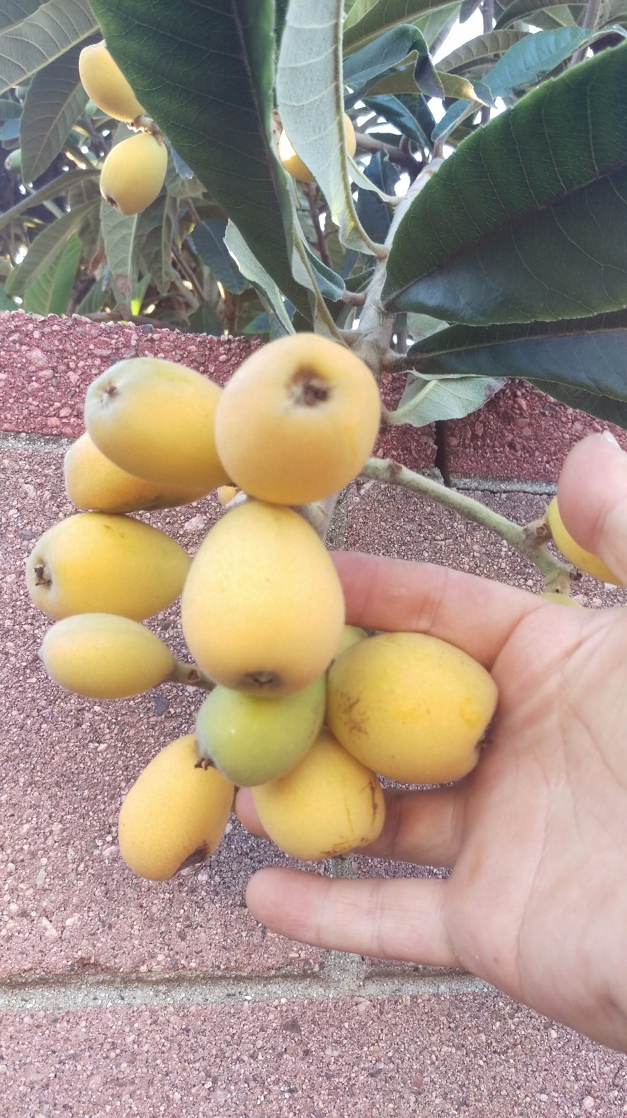Loquat (Big Jim) Tropical Fruit Tree gallery