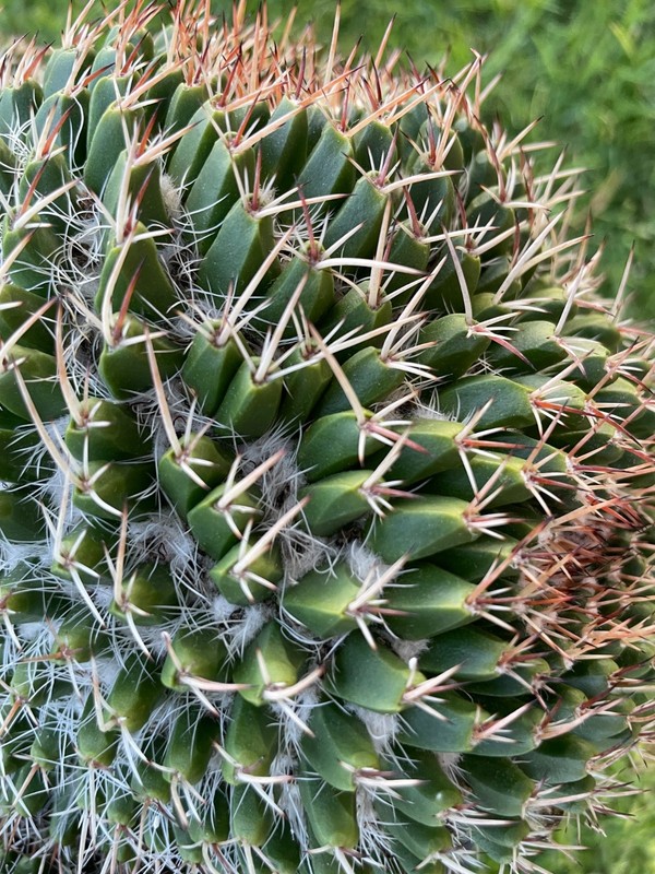 stunning, 4 huge double head cluster, Mammillaria Nejapensis #51A gallery