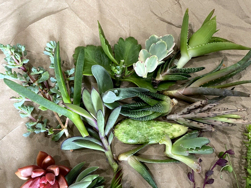 35 Random Succulent Starter Floret Clippings Free gift w/order gallery