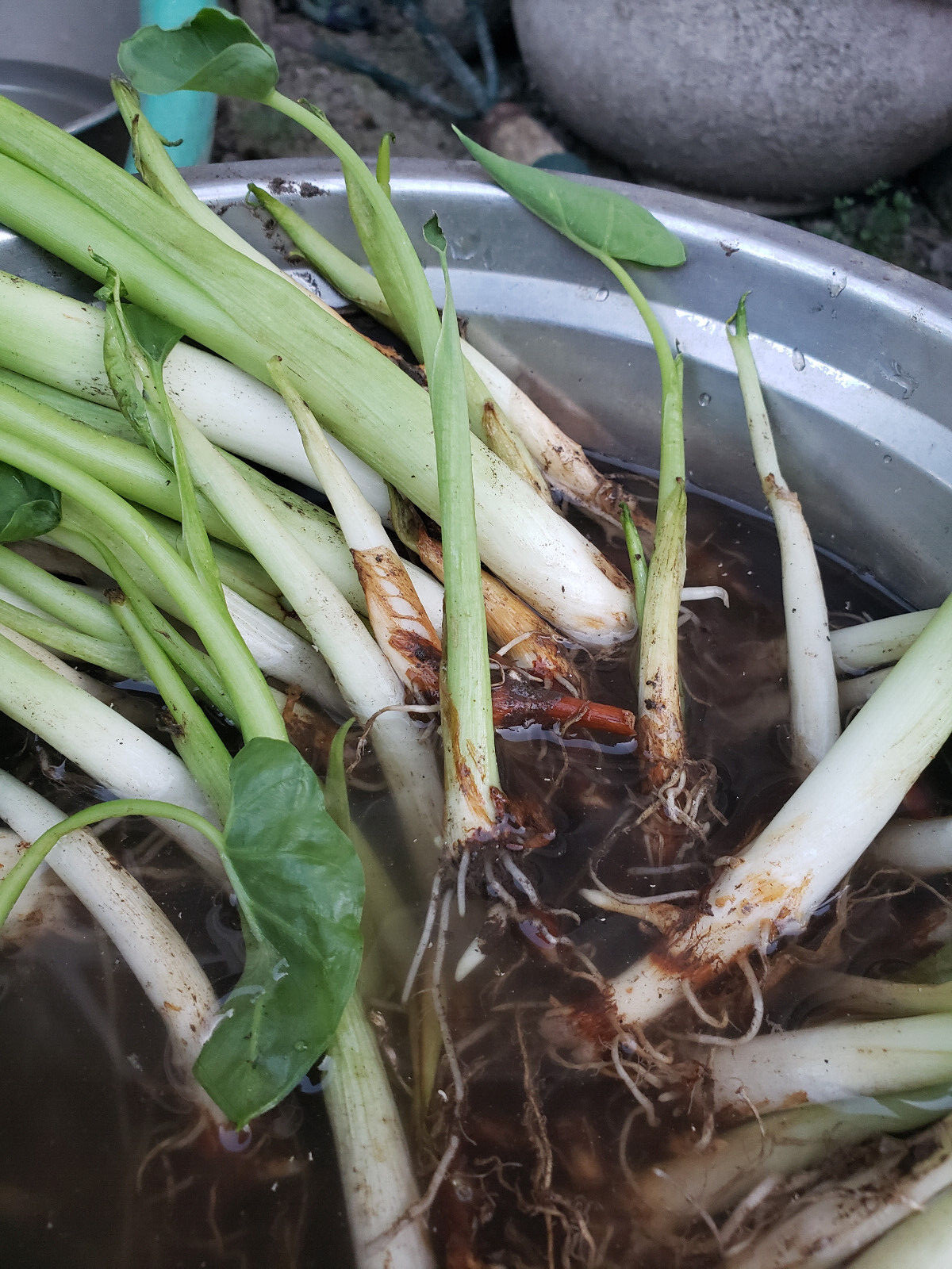 10 pcs EDIBLE Elephant Ear Stalks LIVE PLANT - Taro babyl plants / Bac ha gallery