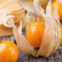 Physalis peruviana ‘Colombia Select’ = Greater Physalis – Inca Berry – 50 seeds