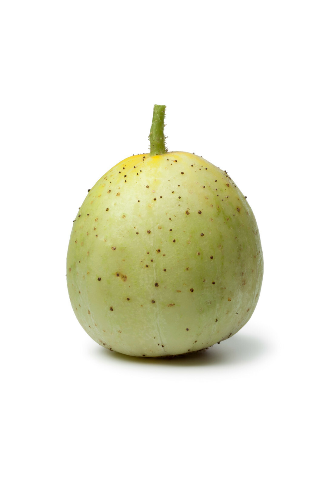 10 Crystal Apple Cucumber Seeds (Cucumis Sativus) | Non-GMO Heirloom Vegetable gallery