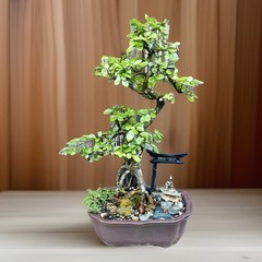 15 YEAR OLD CHINESE ELM BONSAI IN UNGLAZED 8” CERAMIC POT