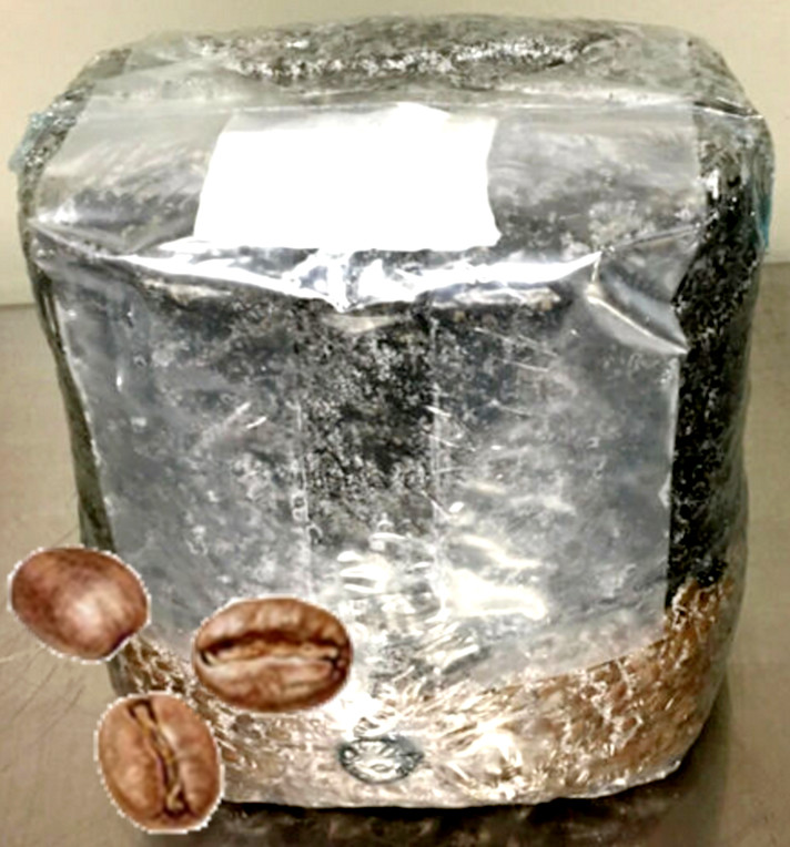 All in One Mushroom Grow Bag gallery