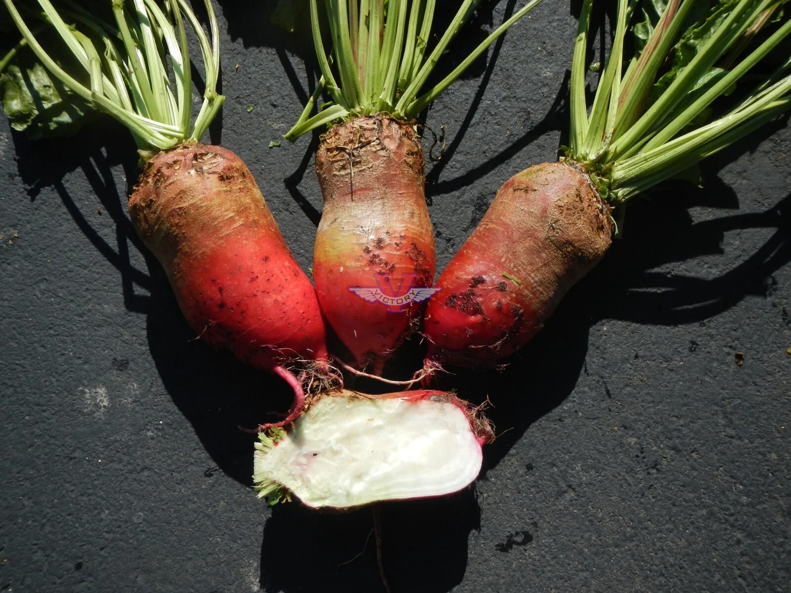 Red Mammoth Fodder Beet Seeds, NON-GMO, Mammoth Mangold, Heirloom, FREE SHIPPING gallery