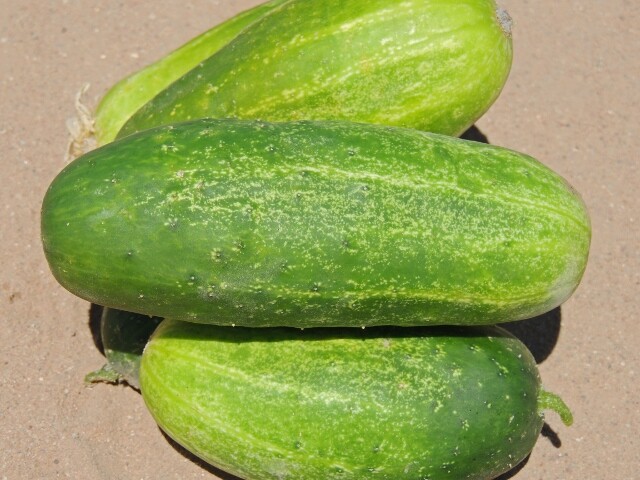 Cucumber Seeds Calypso 50+ Vegetable Garden NON-GMO USA FREE SHIPPING PICKLING gallery