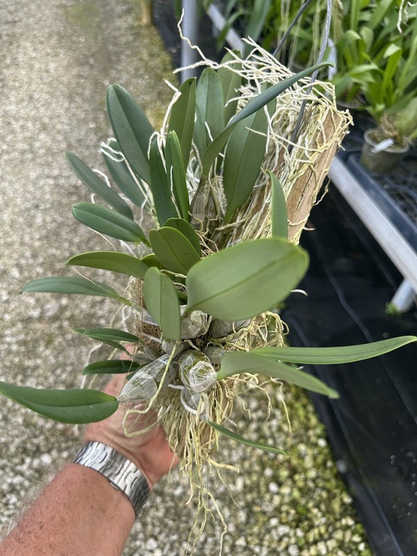 Dendrobium Aggregatum (lindleyi) Large Mounted Plant. WHOPPER gallery
